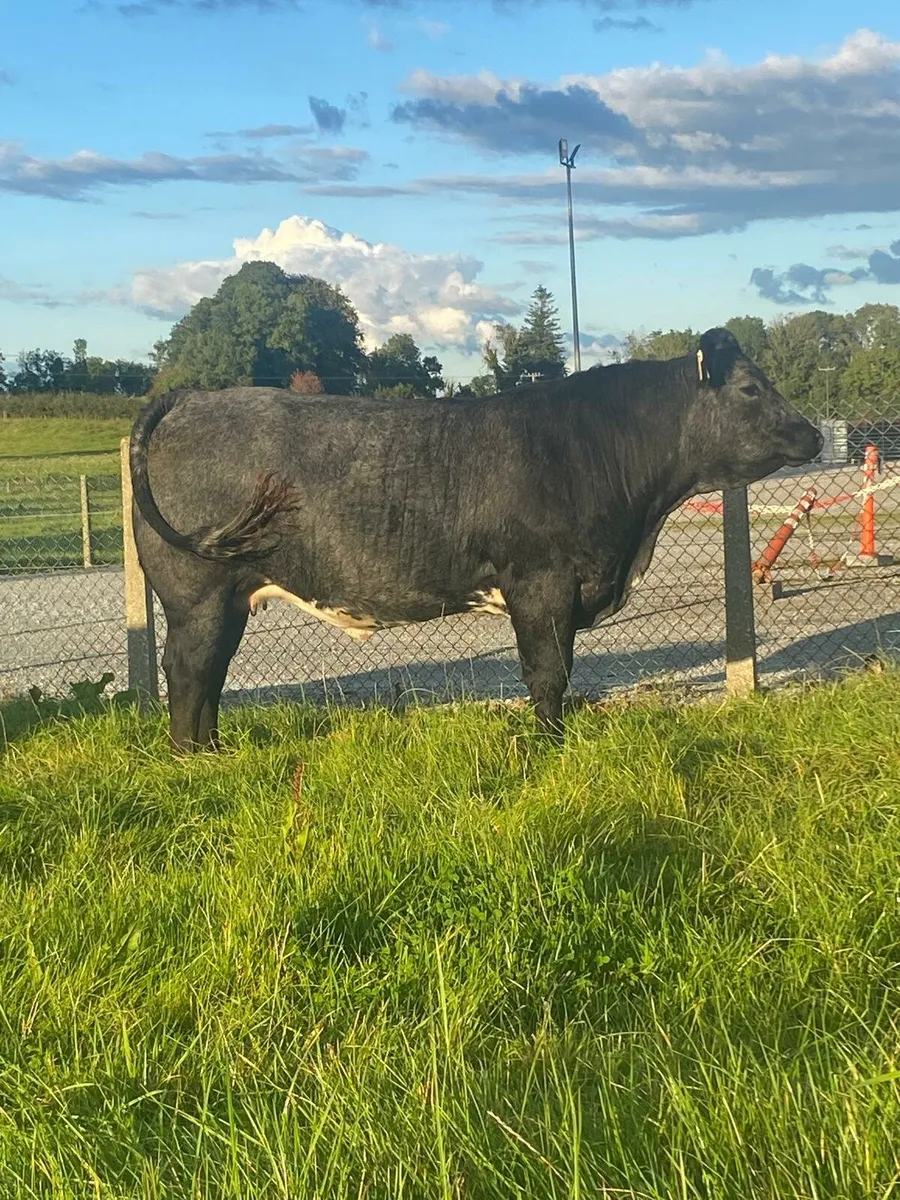 Incalf Heifers - Image 3