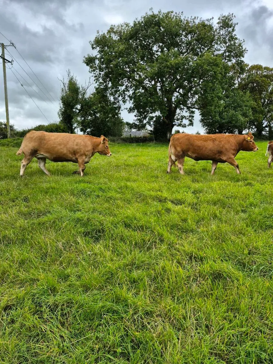 Incalf Heifers - Image 4