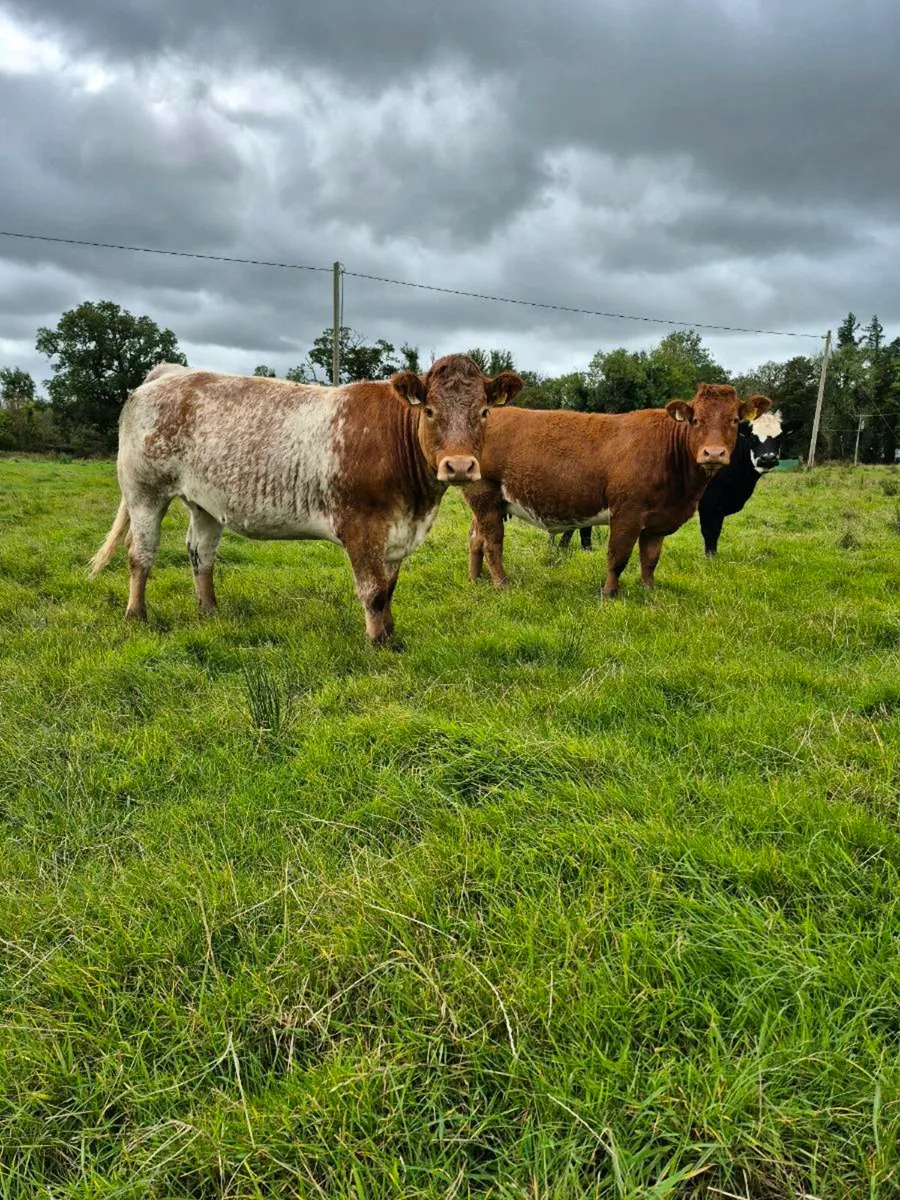 Incalf Heifers - Image 1