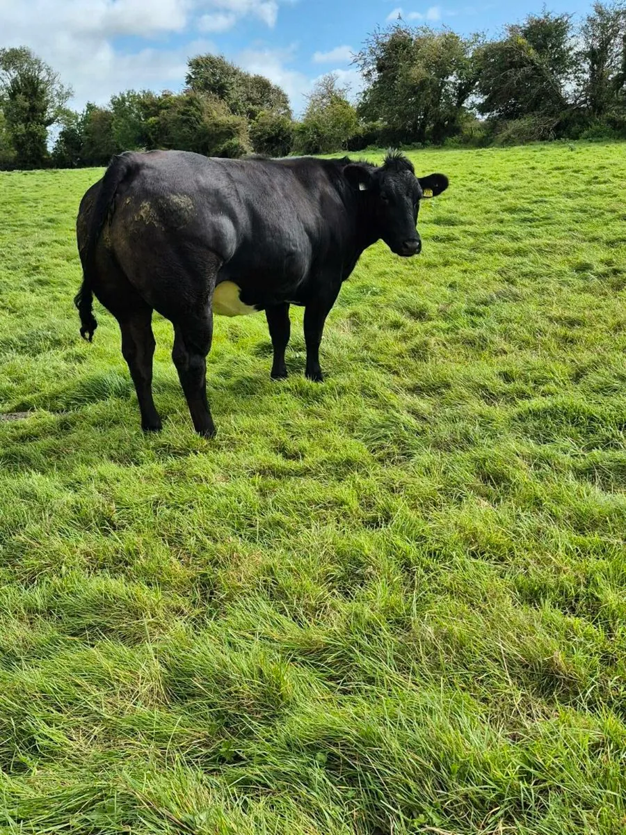 Incalf Heifers - Image 2
