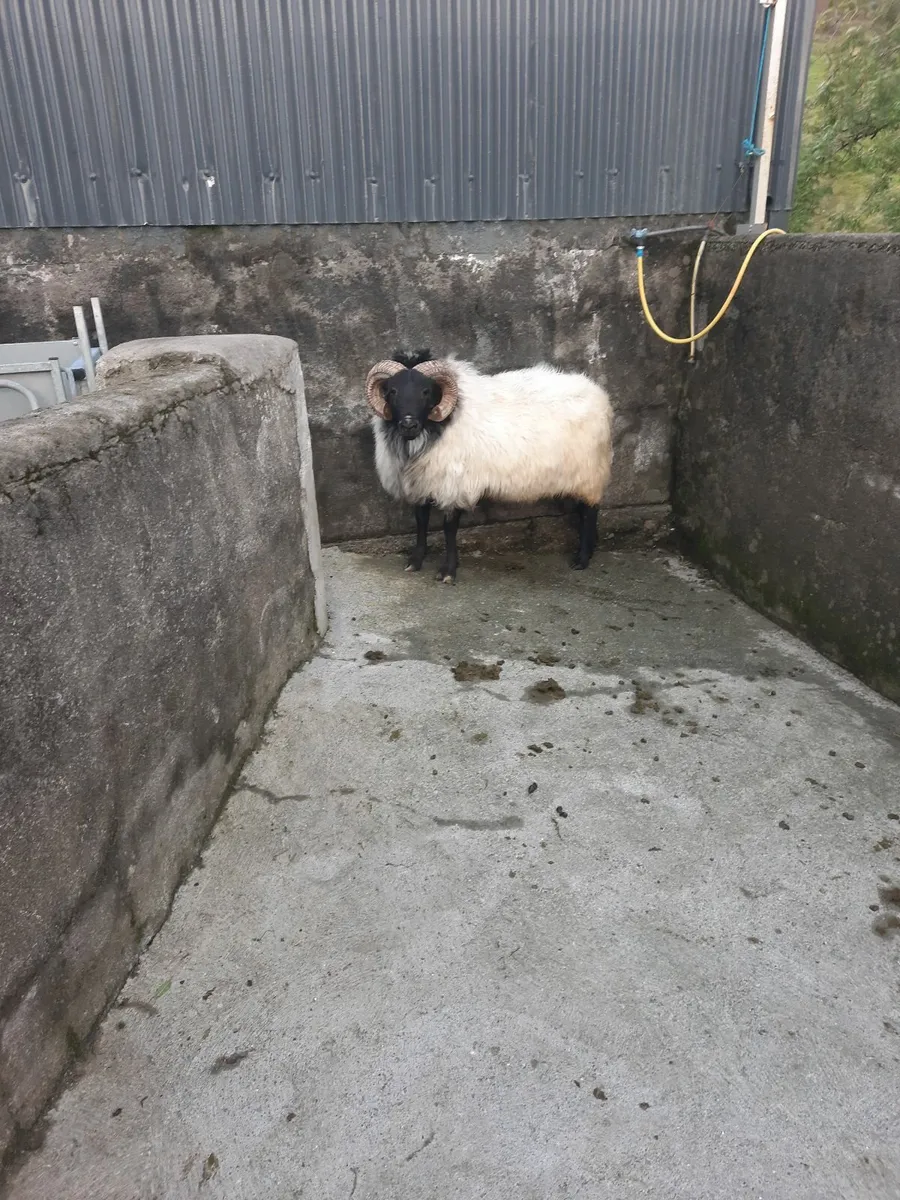Sheep - Image 1