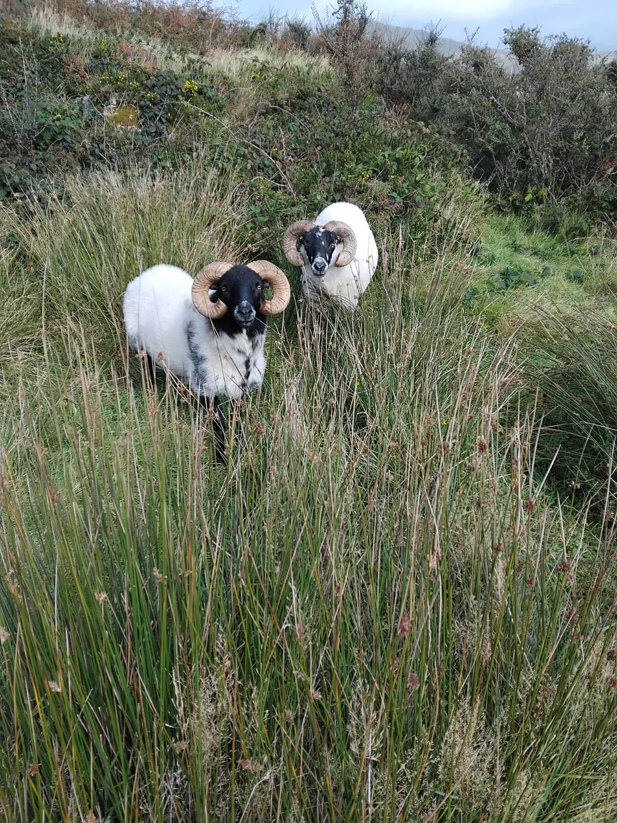 Two Mountain Rams for Sale - Image 1