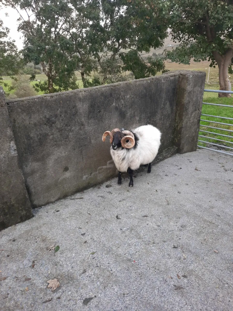 Sheep - Image 2