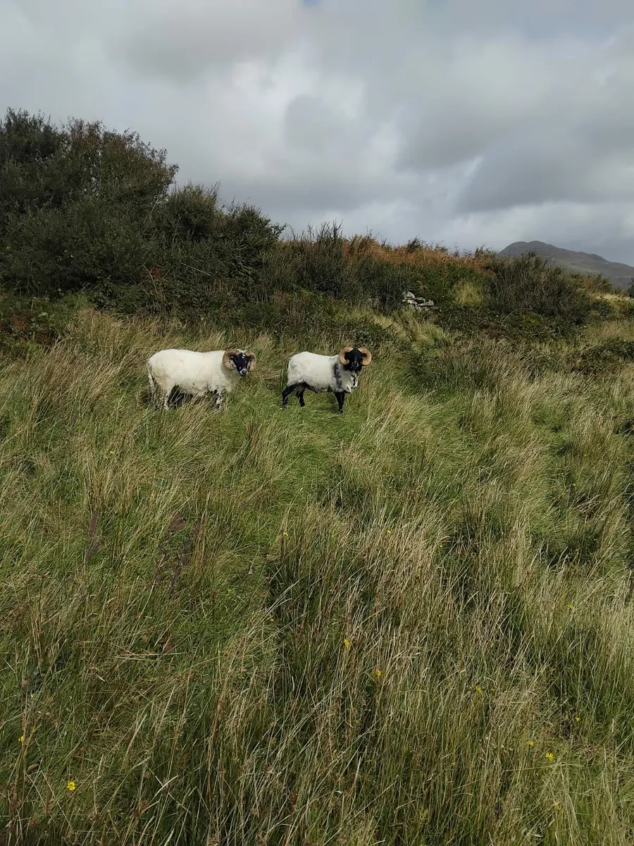 Two Mountain Rams for Sale - Image 2
