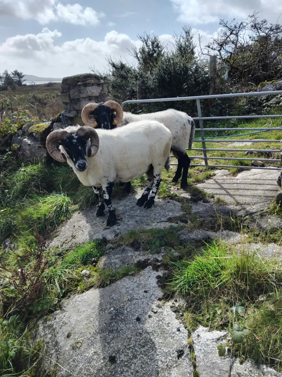 Two Mountain Rams for Sale - Image 3