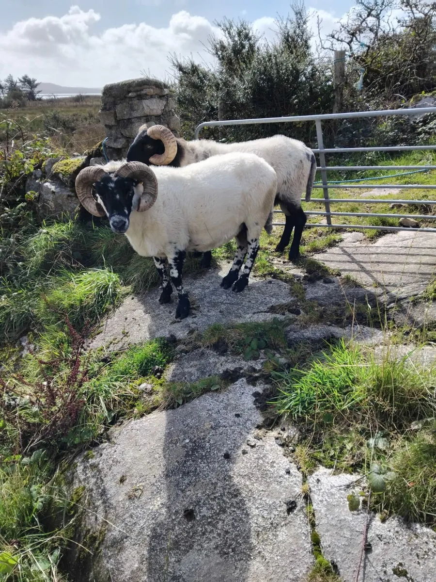 Two Mountain Rams for Sale - Image 4