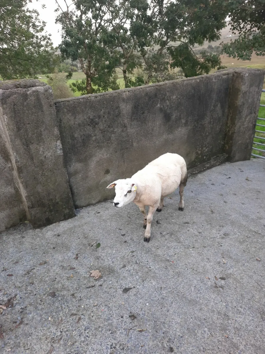 Sheep - Image 3