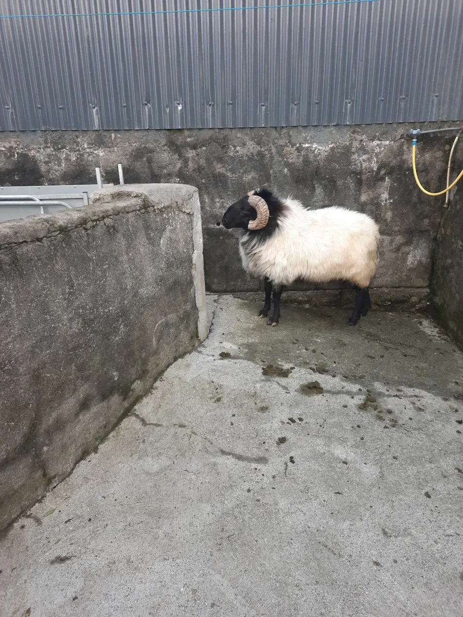 Sheep - Image 4