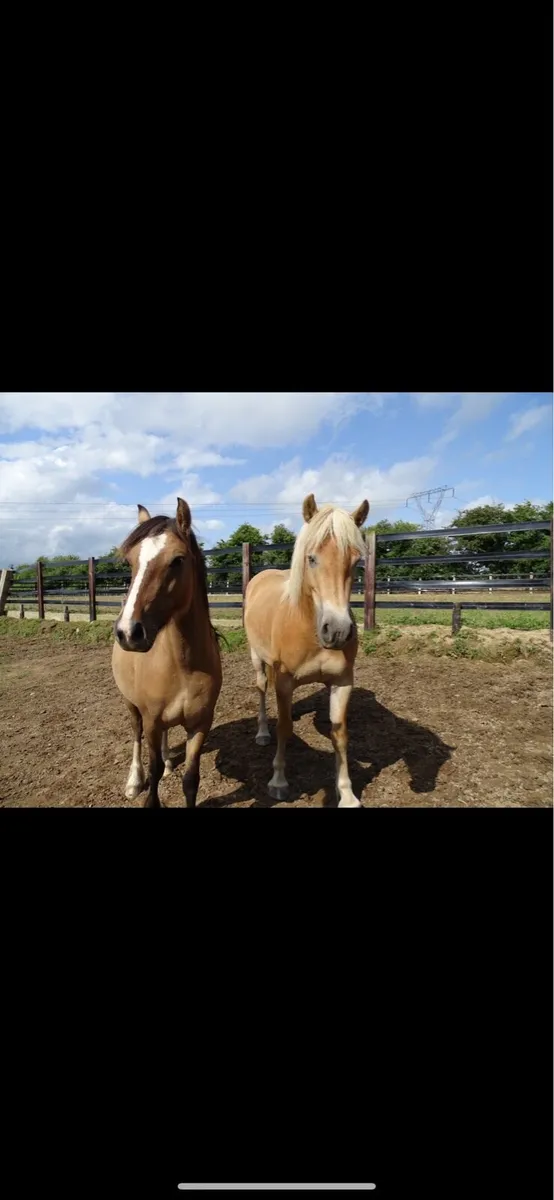 Palomino/Dun - Image 1