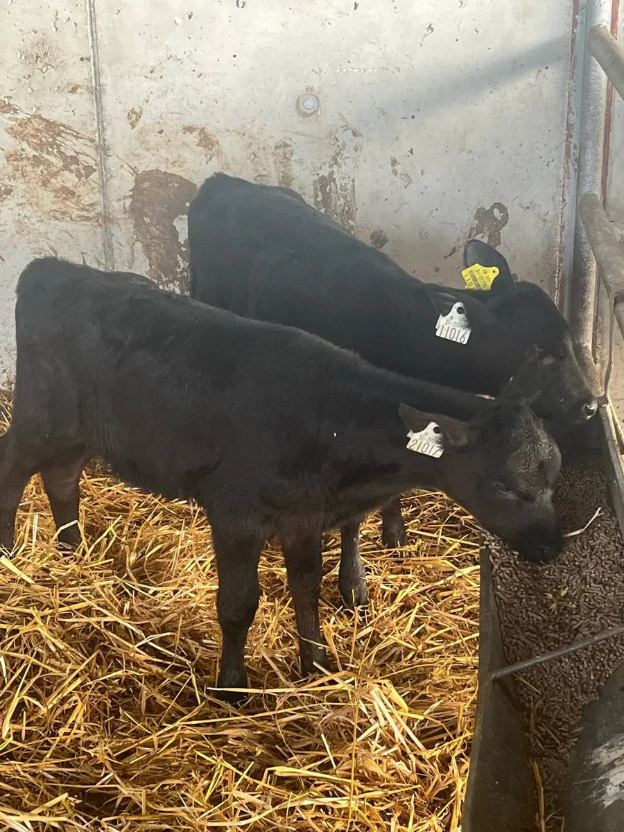2  Angus Heifers - Image 1