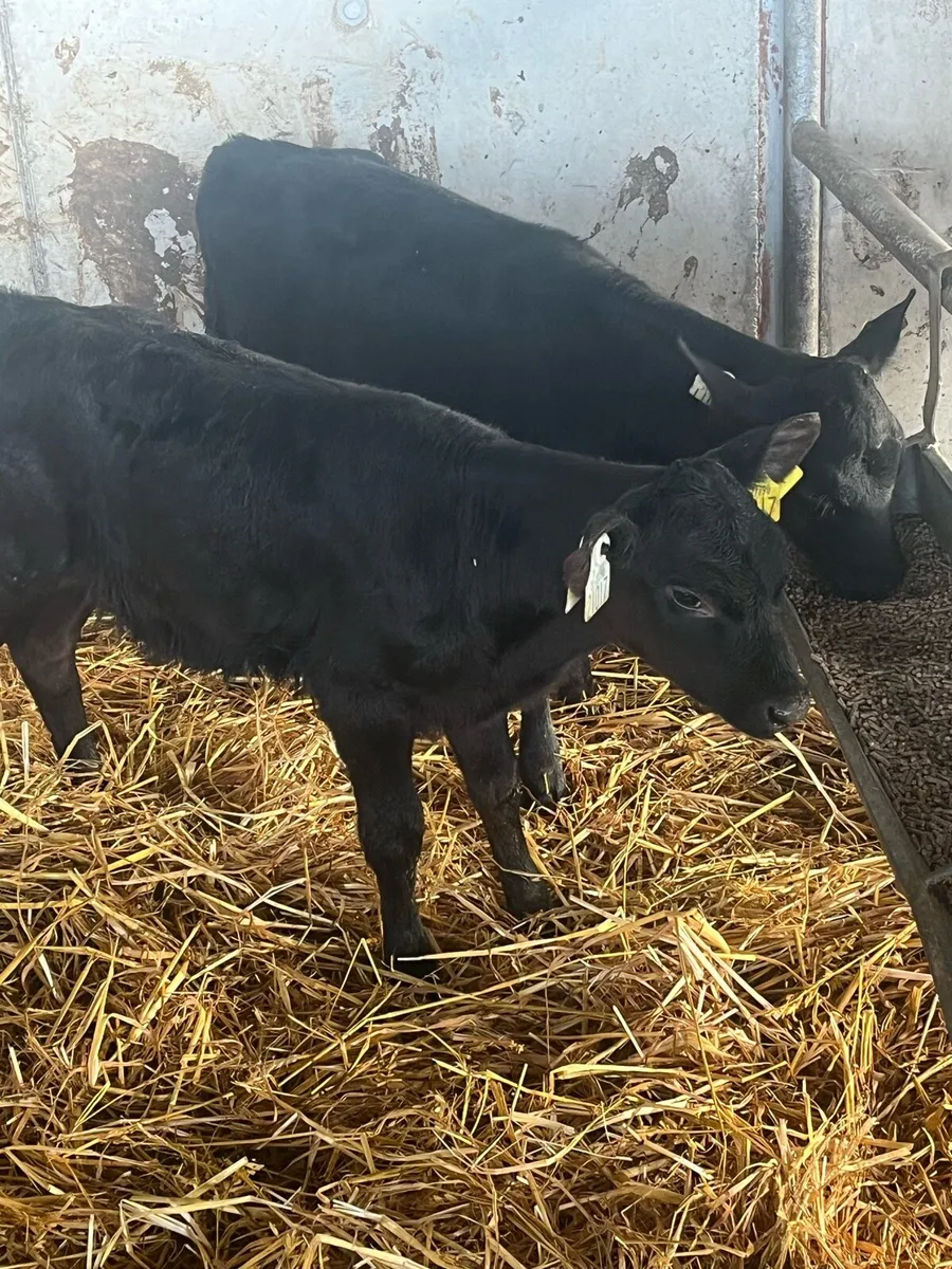 2  Angus Heifers - Image 3