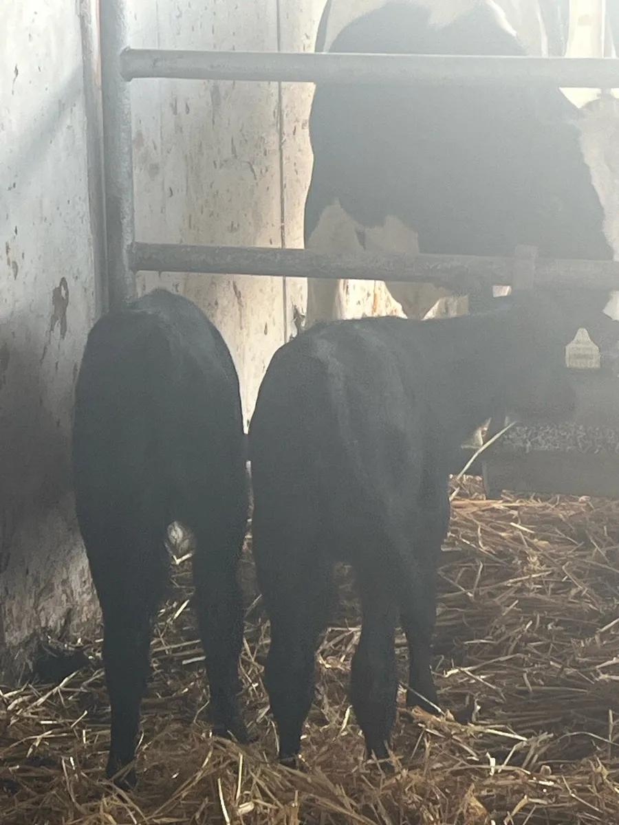 2  Angus Heifers - Image 4