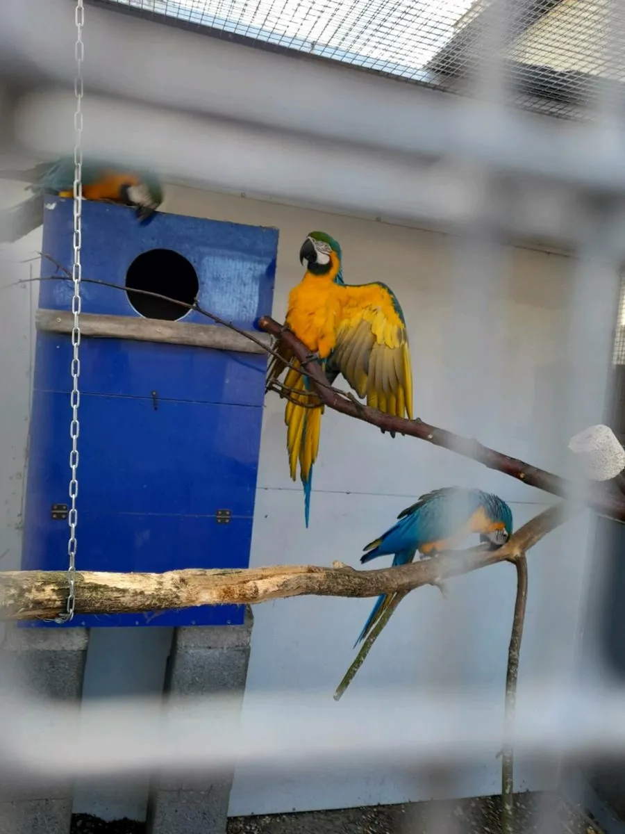 Macaw - Image 1