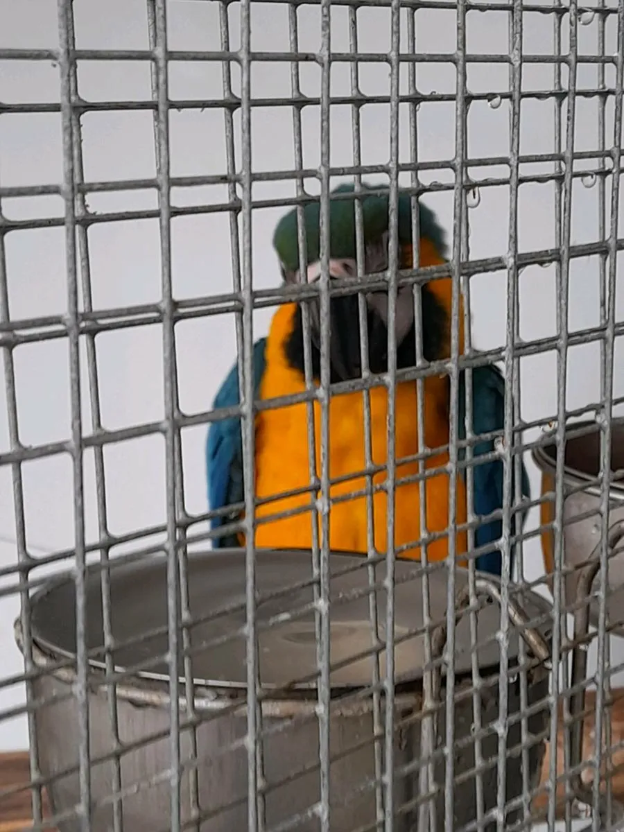 Macaw - Image 3