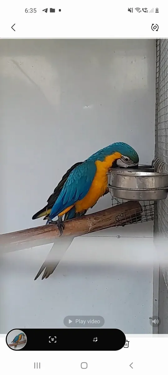 Macaw - Image 4