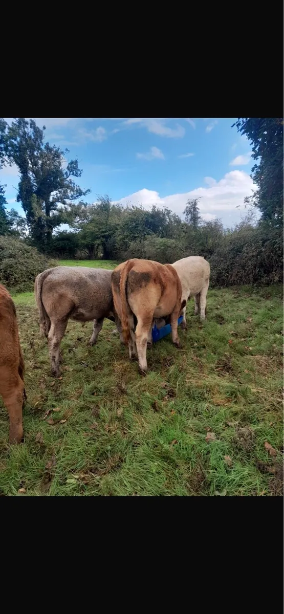 Bullocks - Image 1