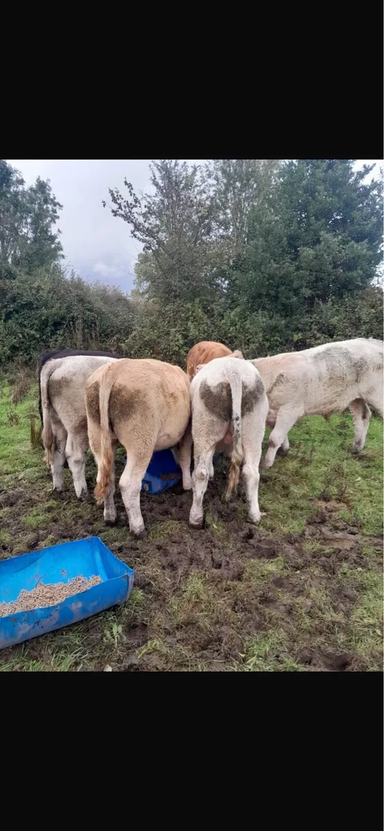 Bullocks - Image 2