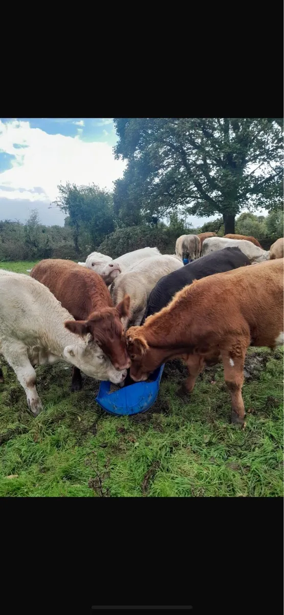 Bullocks - Image 3