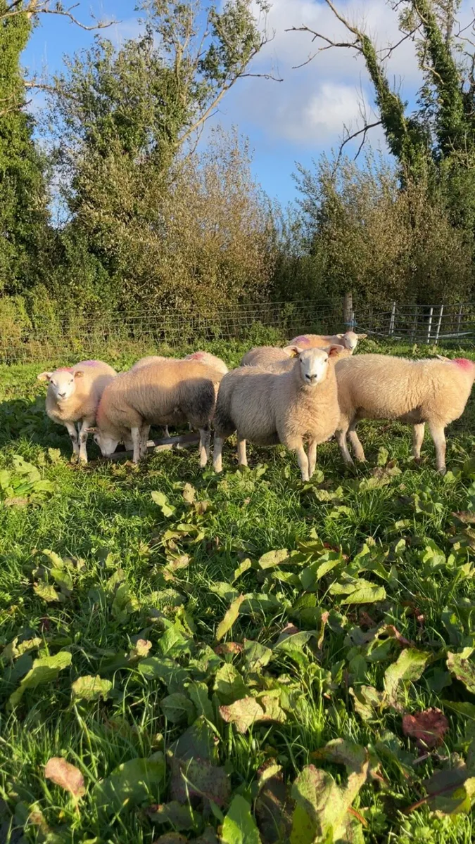 10 texel ewe lambs - Image 2
