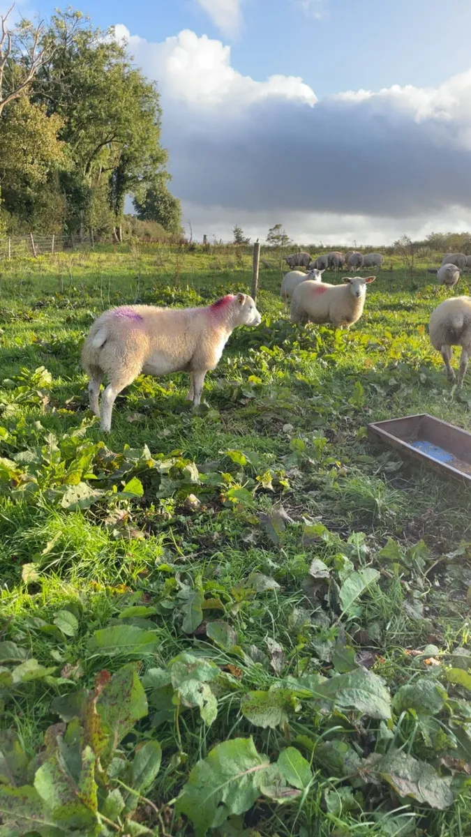 10 texel ewe lambs - Image 3
