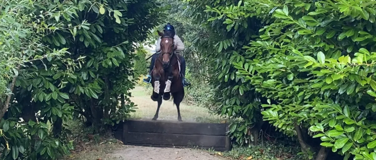 Traditional Irish Horse - Image 2