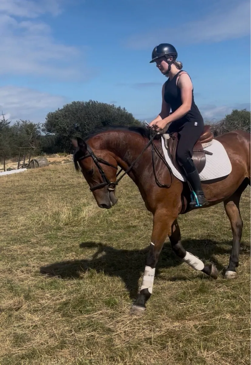 Traditional Irish Horse - Image 3