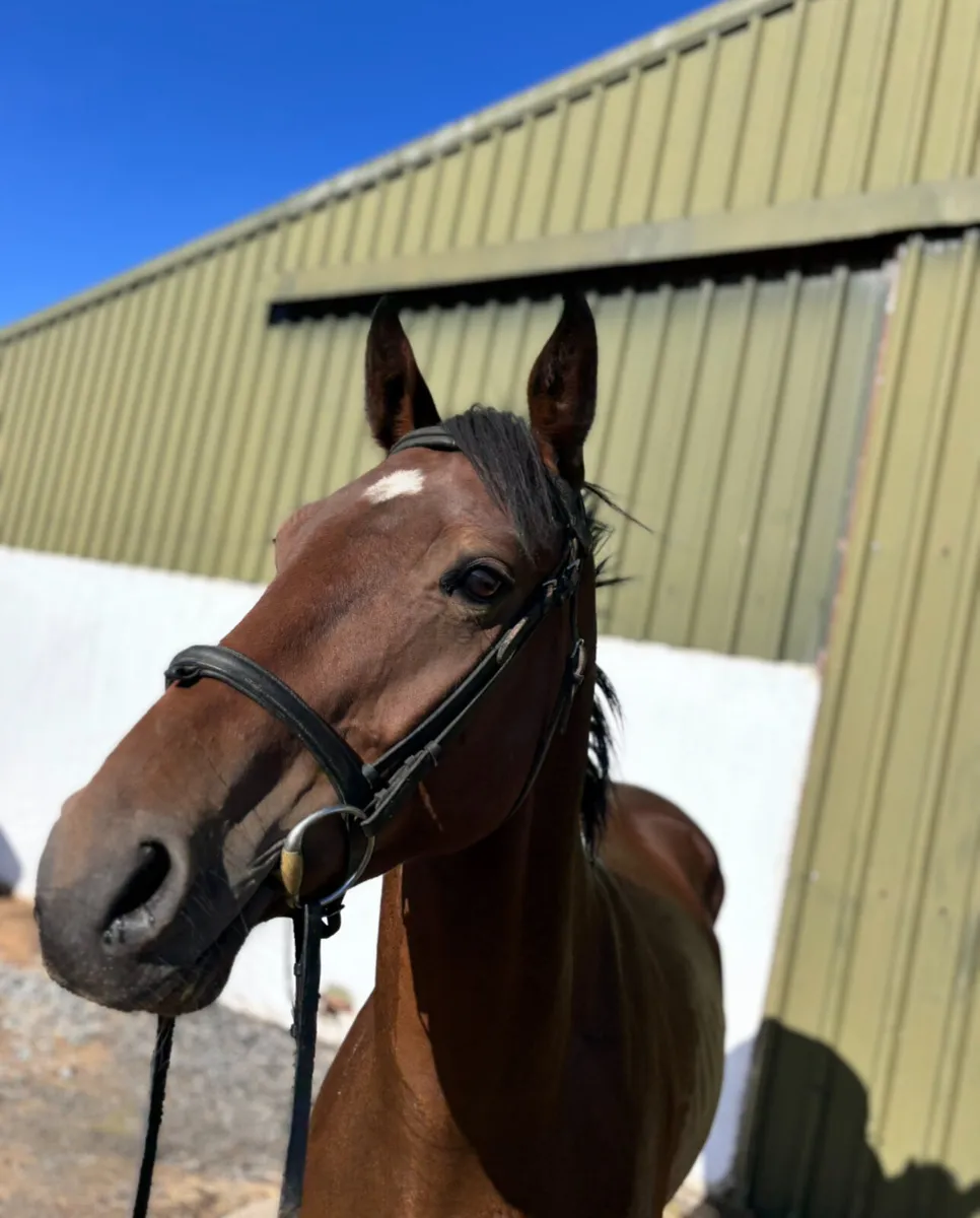 Traditional Irish Horse - Image 4