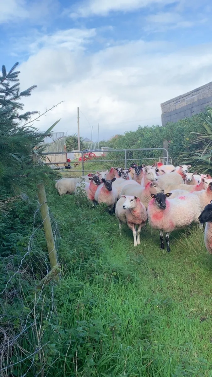 Mule hoggets - Image 1