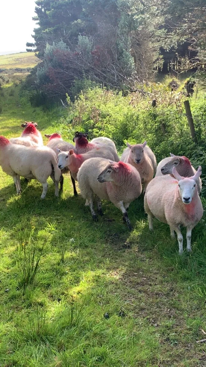 Mule hoggets - Image 2