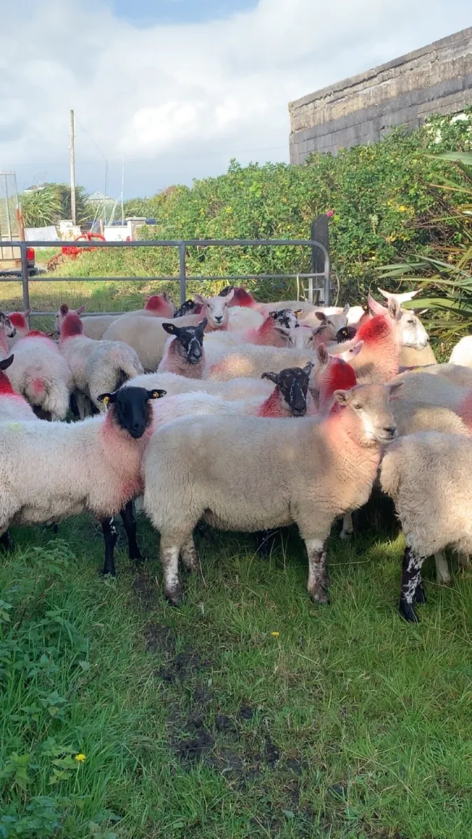 Mule hoggets - Image 3
