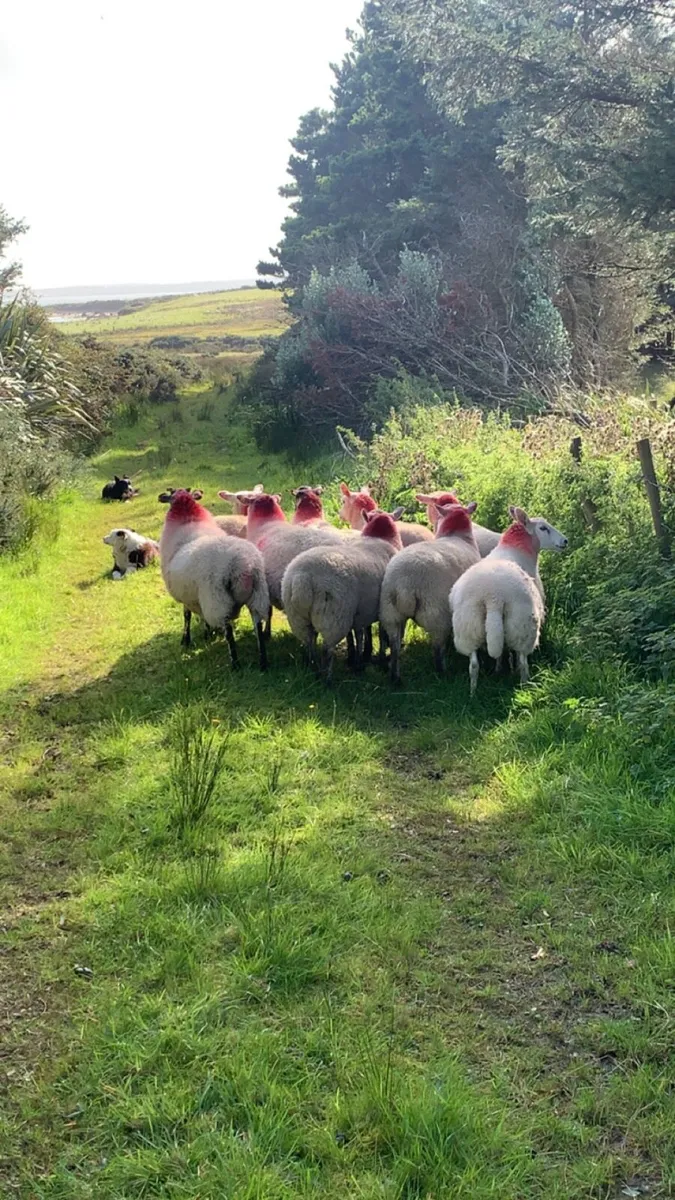 Mule hoggets - Image 4