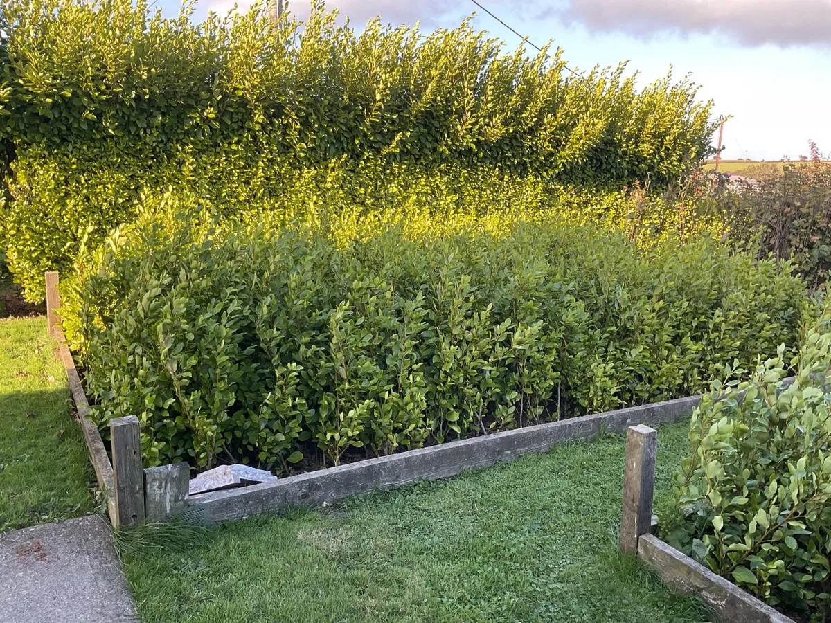 Griselinia hedging - Image 3