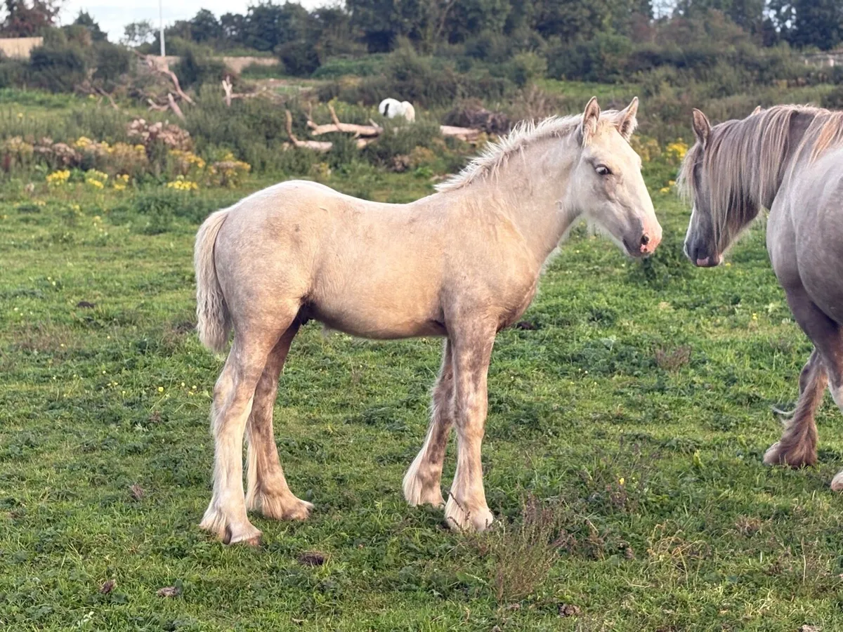 Top class palamino colt for sale - Image 1