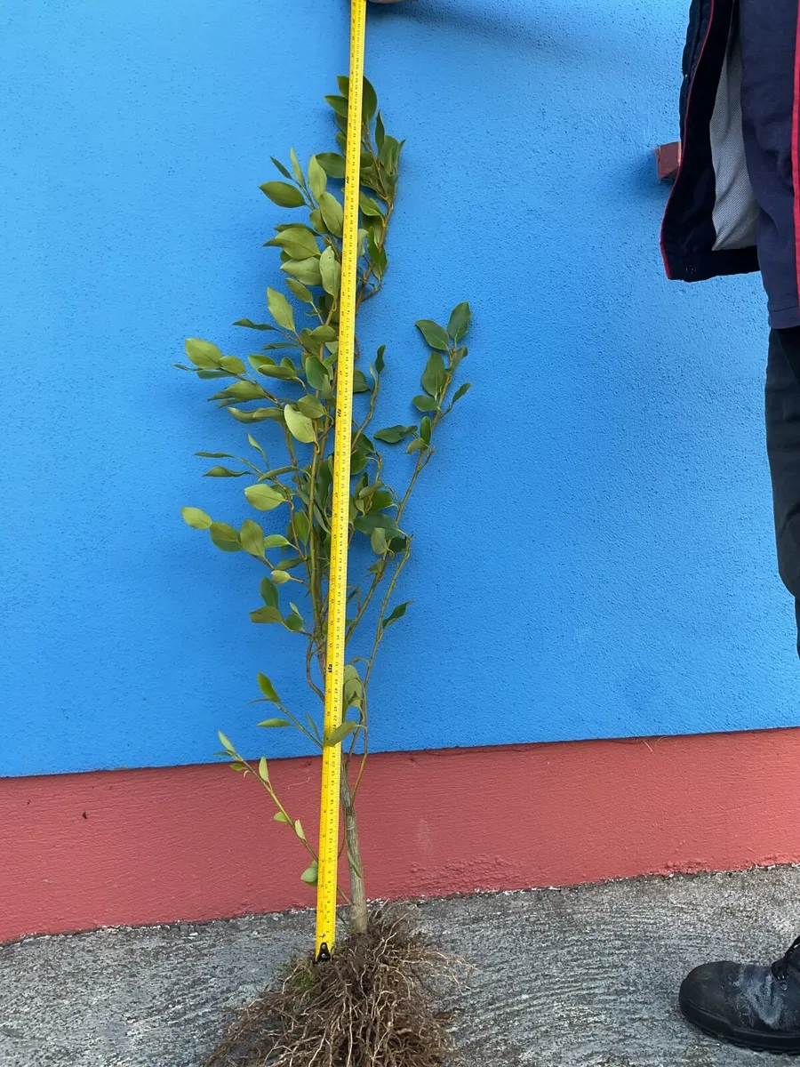 Griselinia hedging - Image 1