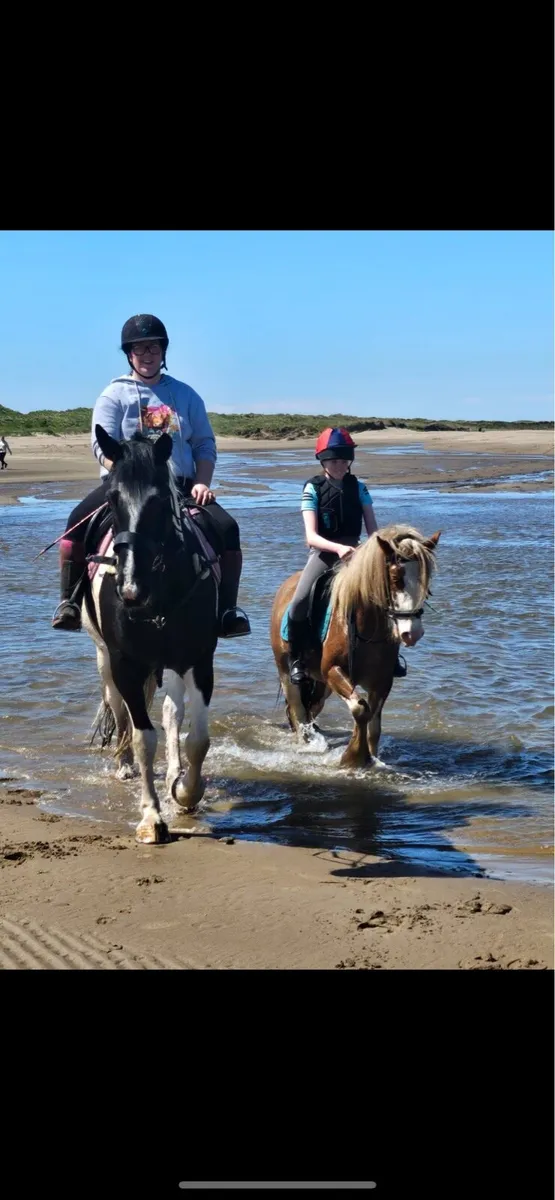 13.2 Riding Pony - Image 3
