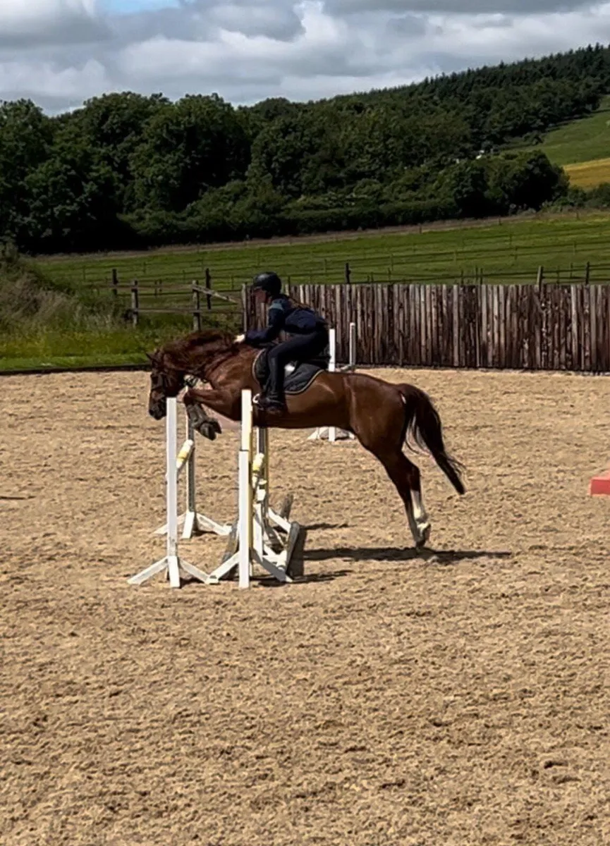 Showjumper - Image 2