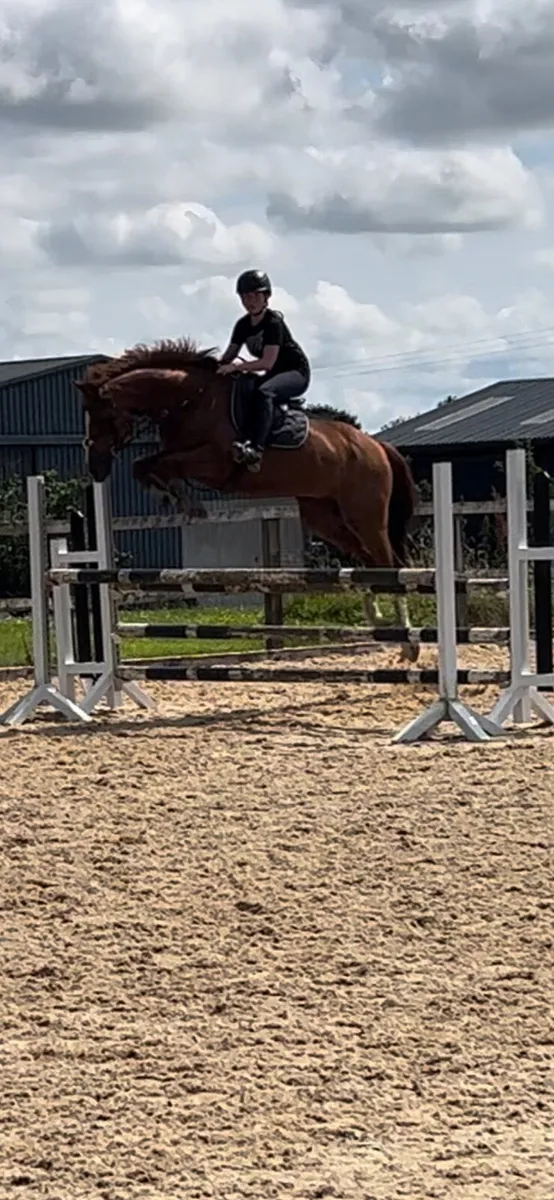 Showjumper - Image 1