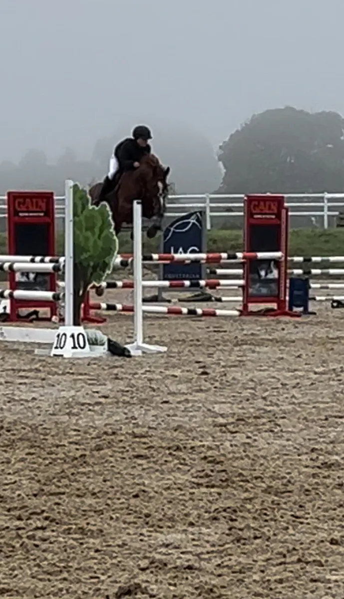 Showjumper - Image 4