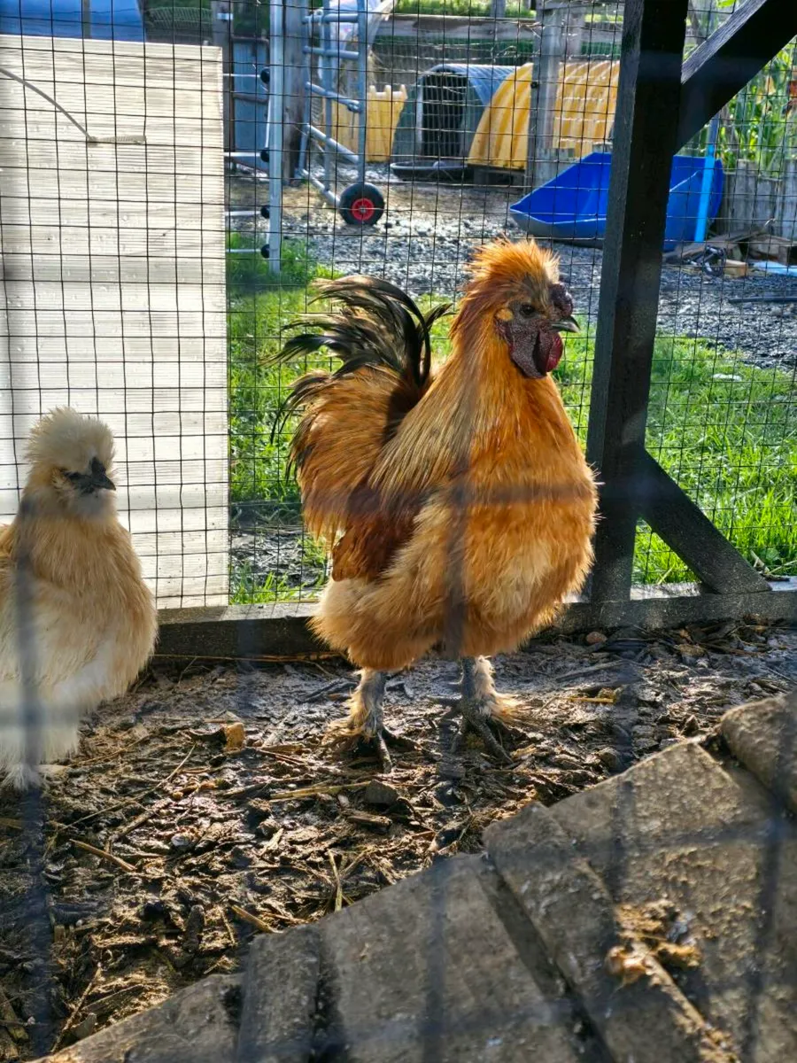Silkie rooster - Image 2
