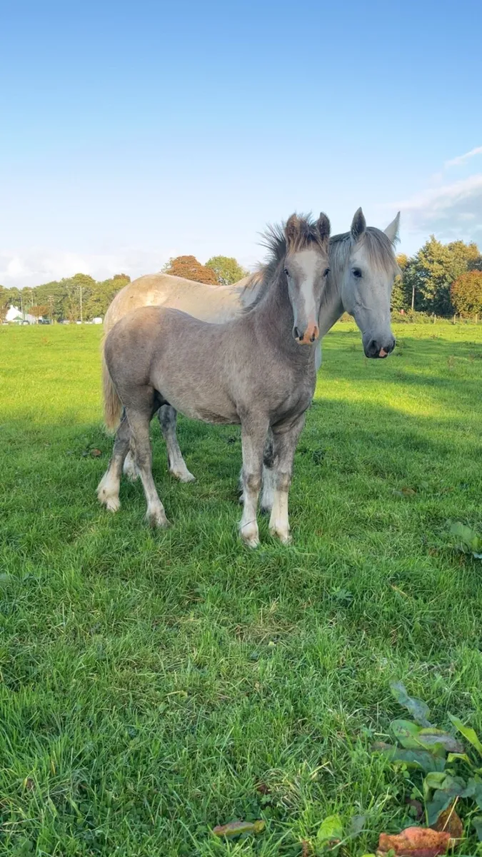 ⭐️Show colt foal ⭐️ - Image 3