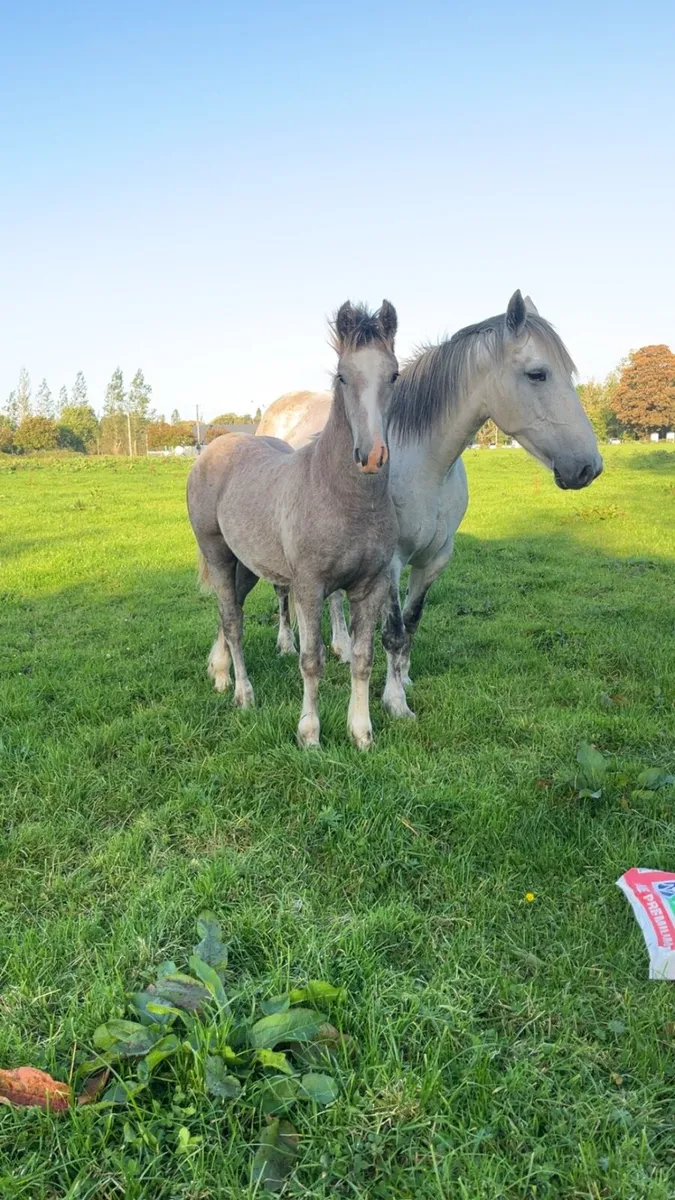 ⭐️Show colt foal ⭐️ - Image 2