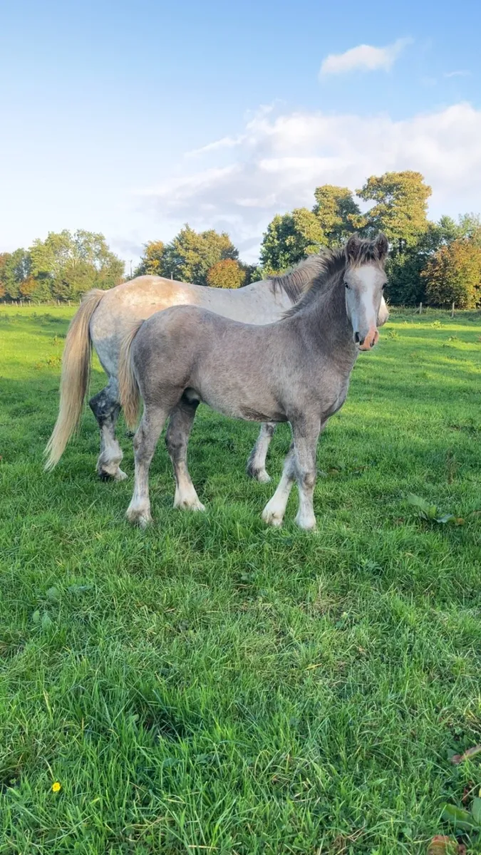 ⭐️Show colt foal ⭐️ - Image 1