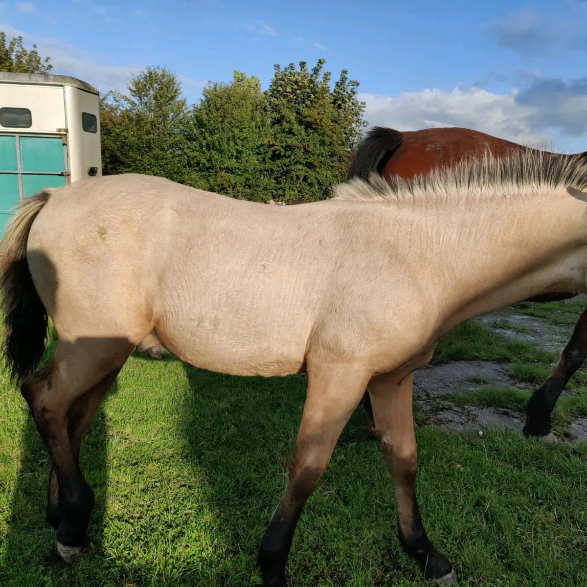 Foals - Image 2