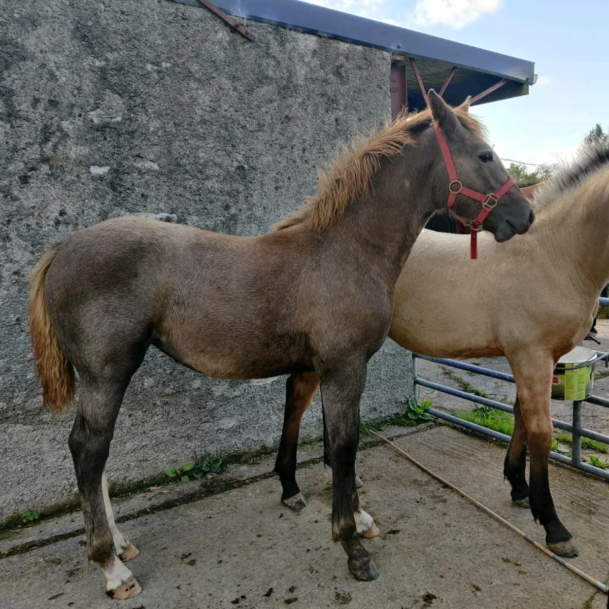 Draught Filly For sale - Image 3