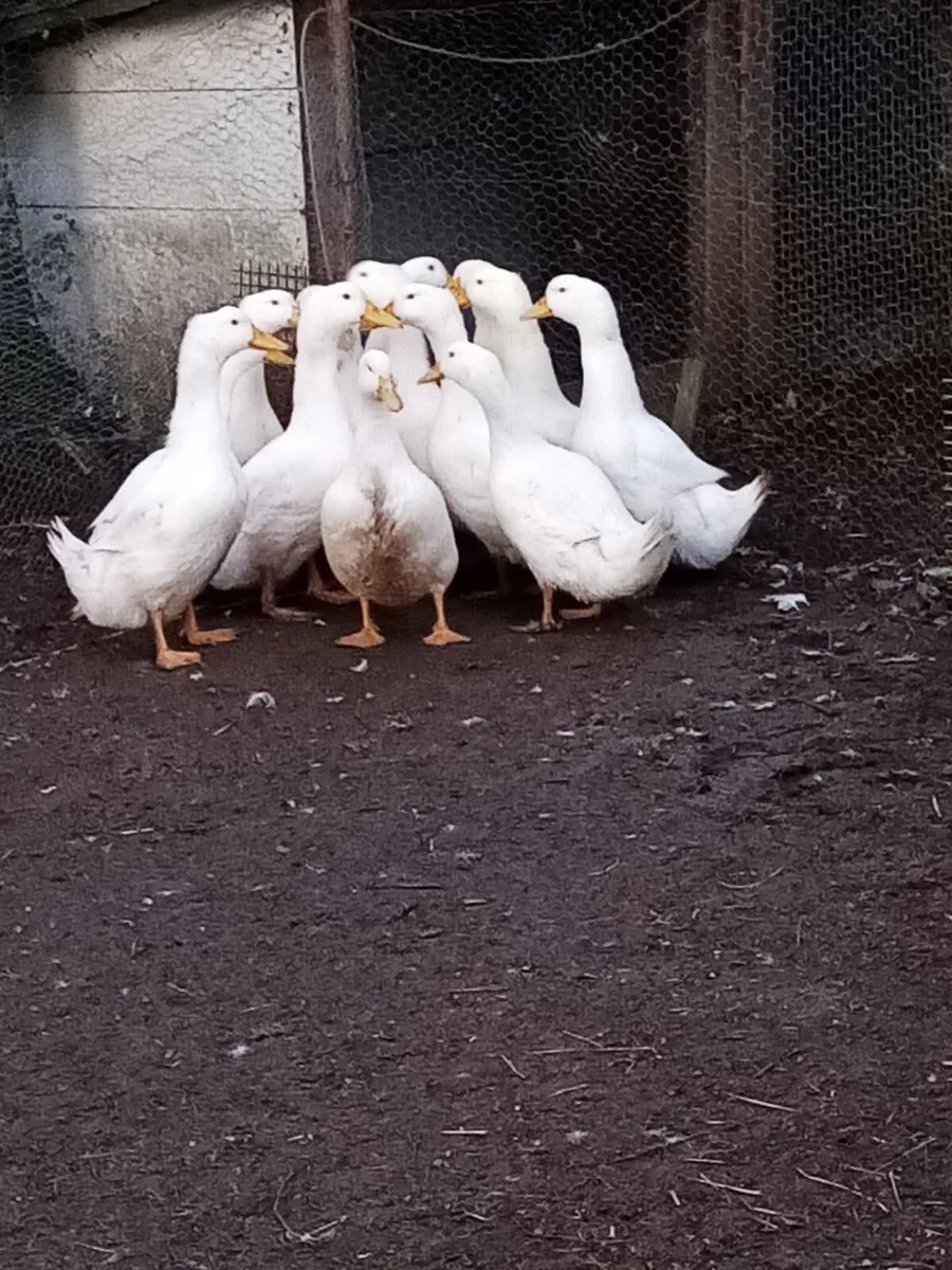 Ducks and rooster - Image 1