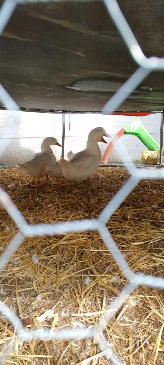 Ducks and rooster - Image 2