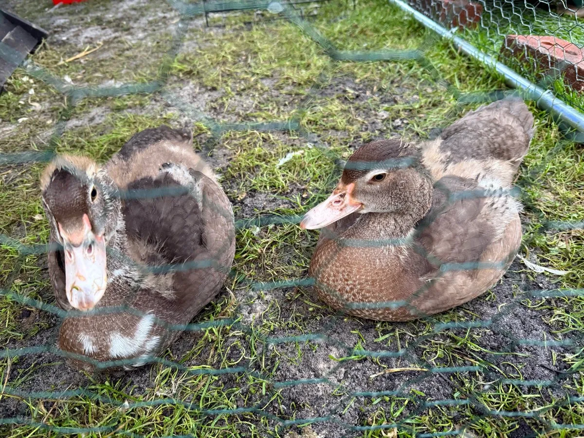 Ducks and rooster - Image 3