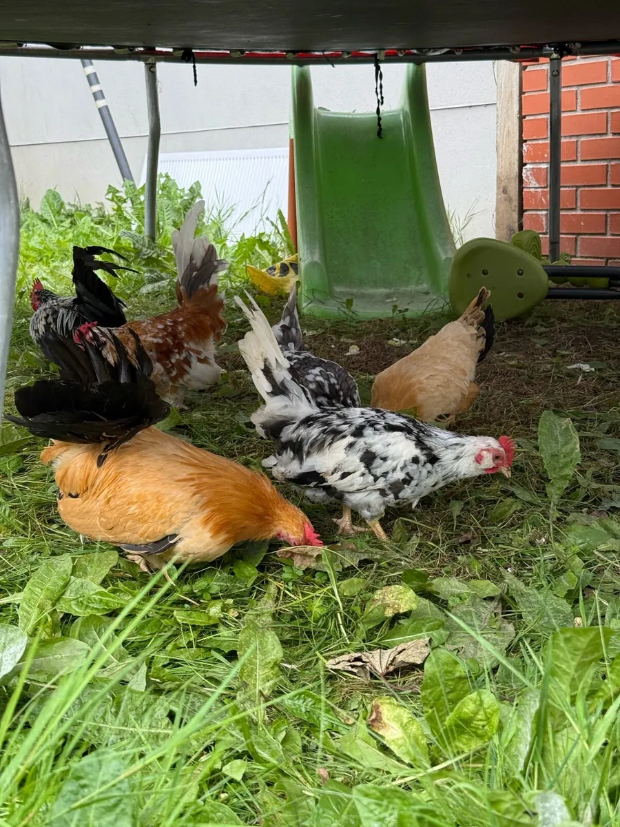 Hens Ducks and rooster - Image 3