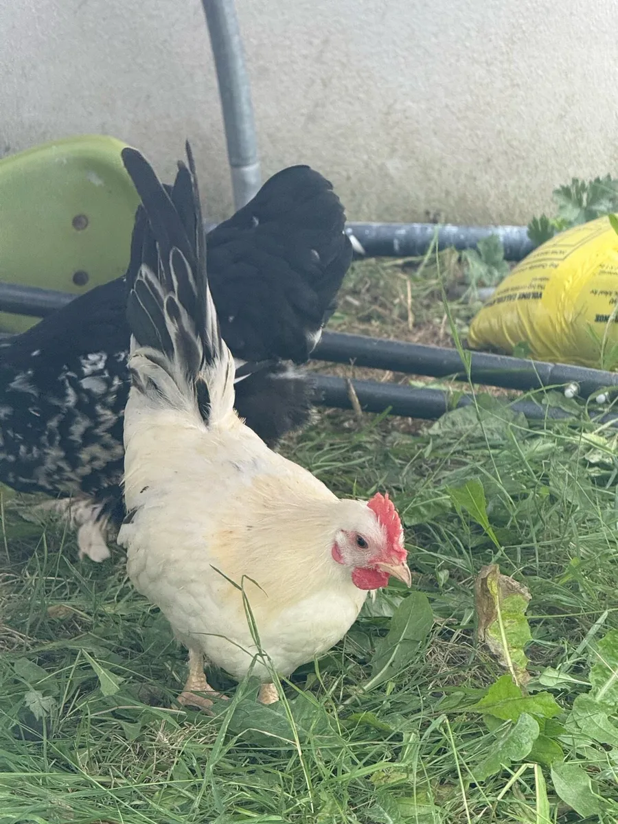 Hens Ducks and rooster - Image 4