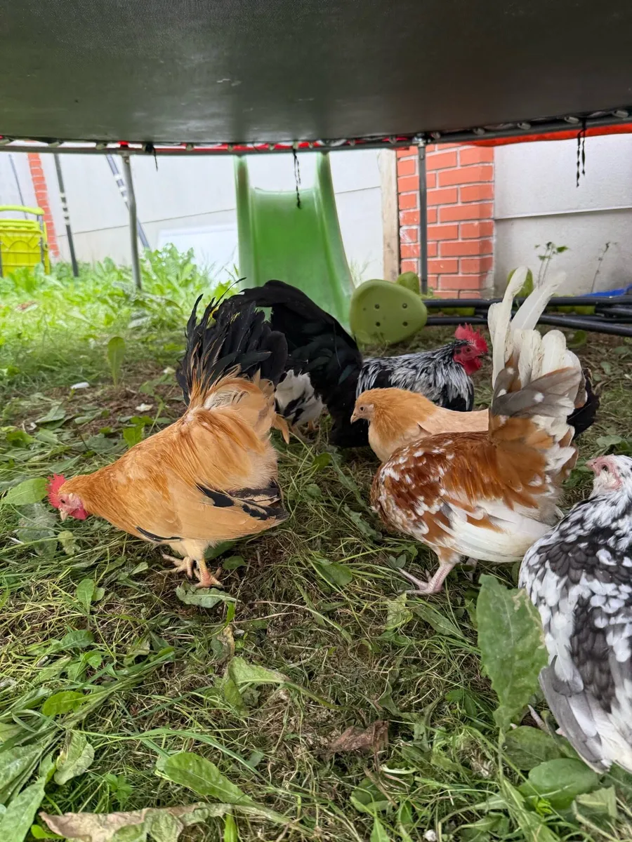 🐓 Poultry Hens, Ducks & Roosters - Image 2